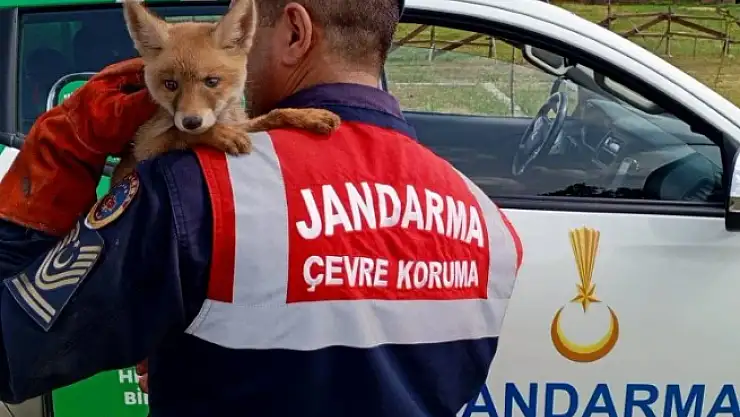 Jandarma, ailesinden ayrı yavru tilkiyi doğaya kavuşturdu