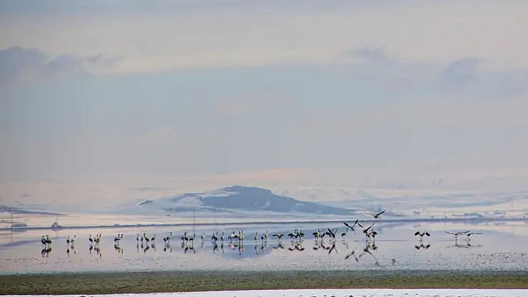 Kar yağışına rağmen turnalar Tuzla Gölü'nde