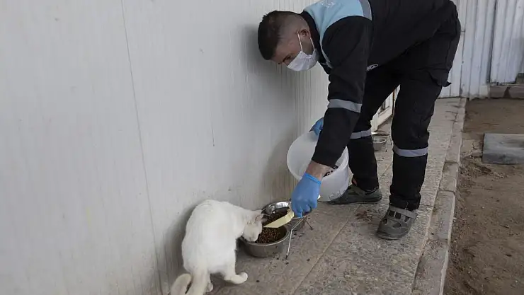 Kayseri büyükşehir, patili dostlara modern tesislerde sahip çıkıyor
