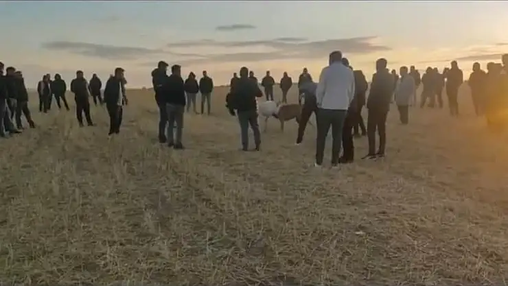 Kayseri'de köpek dövüştüren 13 kişi suçüstü yakalandı!