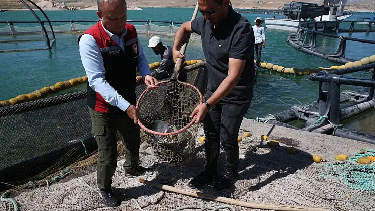 Kayseri'de türk somonu hasadı yapıldı