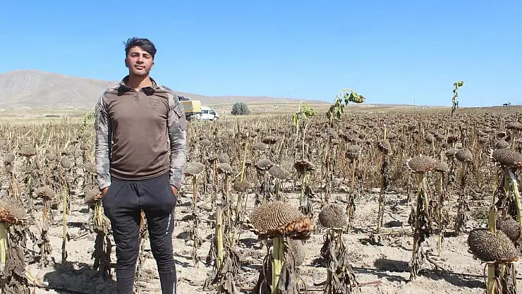 Kayseri de yağlık ayçekirdeği hasadı