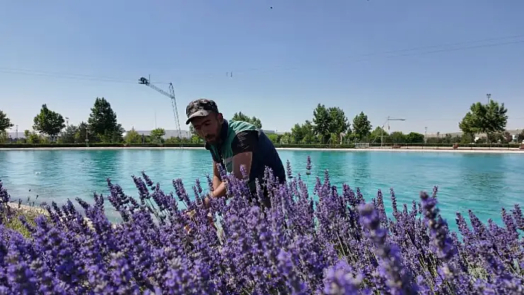 Kayseri'ye Lavanta Esintisi: Şehir Doğayla güzelleşiyor