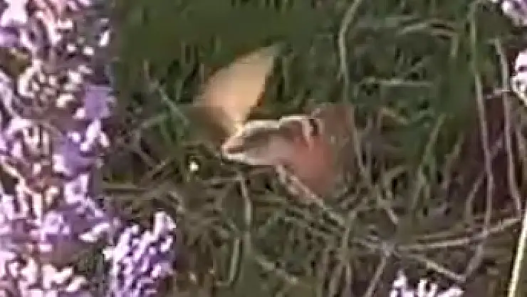 KAYSERİ'DE SİNEKKUŞU MU GÖRÜLDÜ ?