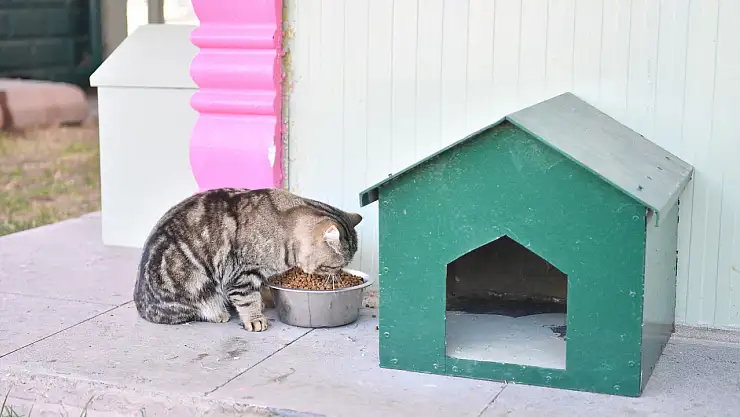 Kedi bakım evi patili dostlara sığınak oluyor