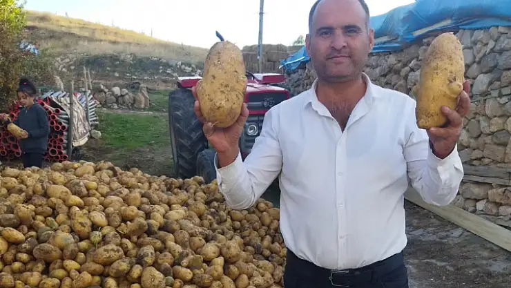 KİLOLUK DEV PATATESLER YETİŞİYOR