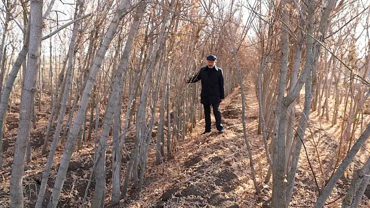 KOCASİNAN BELEDİYESİ, KURU YAPRAKLARI, ORGANİK  GÜBREYE DÖNÜŞTÜRÜYOR