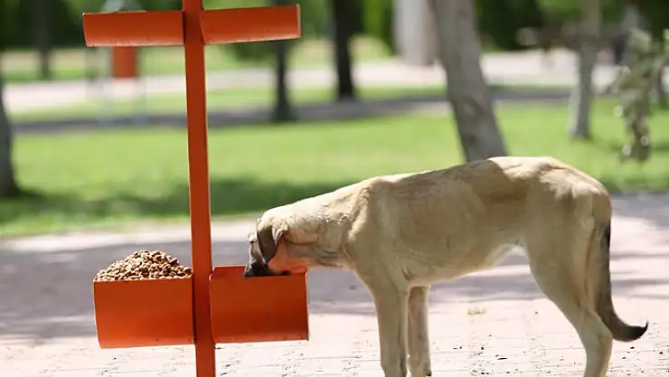 KOCASİNAN'DA KÜÇÜK DOSTLAR İÇİN BÜYÜK HASSASİYET