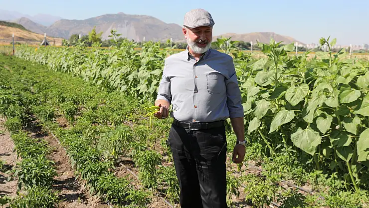 Kocasinan'dan örnek tarım projesi