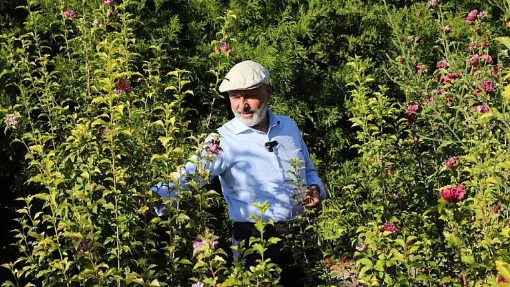 Kocasinan Kayseri'yi yeşillendiriyor