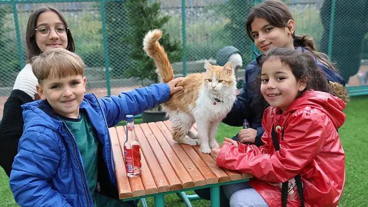 KÜÇÜK DOSTLAR KEDİ KASABASI