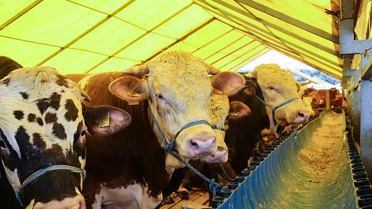 Kurbanlık alacaklar dikkat! 2025 rakamları açıklandı