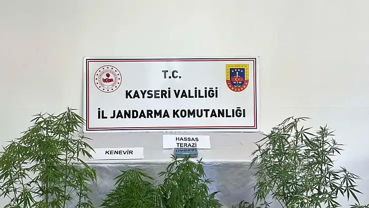 Melikgazi'de kenevir operasyonu