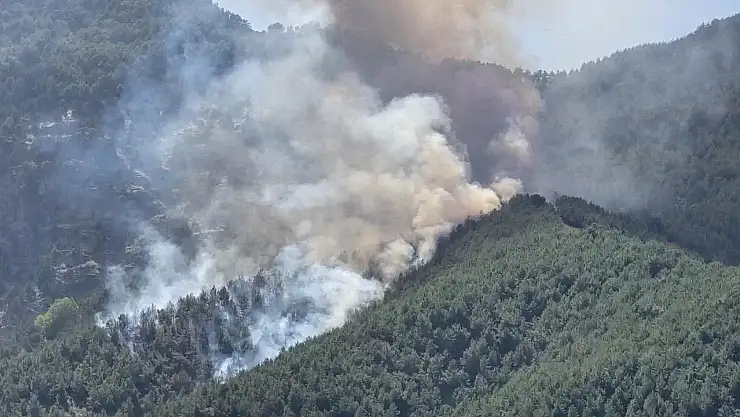 Muğla Menteşe'de orman yangını