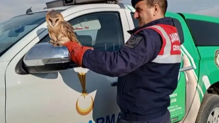 Nesli tehlike altında olan baykuş koruma altına aldı