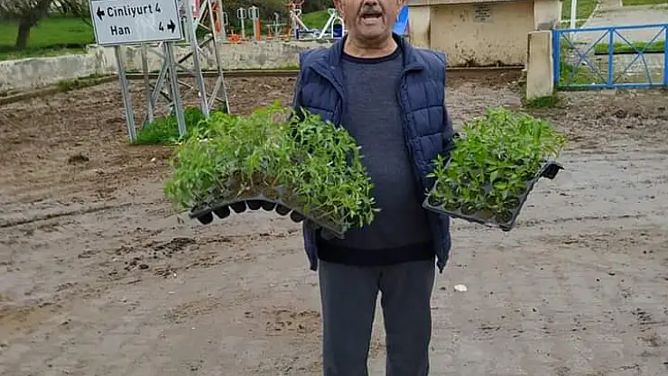 Pınarbaşı da fide dağıtımı
