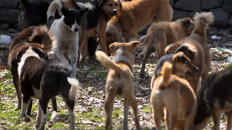 Sahipsiz köpeğe 71 bin TL ceza