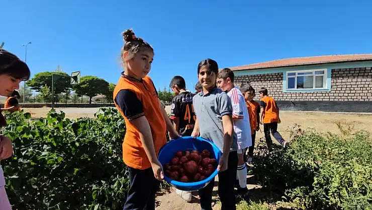 Sarıoğlanlı öğrenciler kendi meyvelerini yetiştiriyor