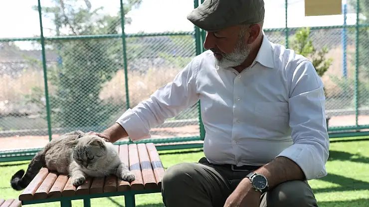 SEVİMLİ PATİLER KEDİ KASABASI'NA YOĞUN İLGİ