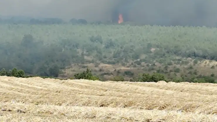 Silivri Çanta'da Otluk alanda yangın: Ormana sıçradı