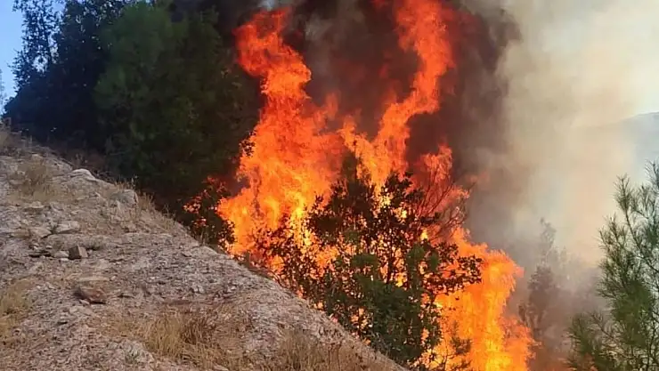 Sındırgı'da Orman yangını