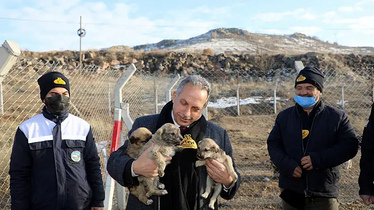 Talas'ta can dostlar için örnek iş birliği