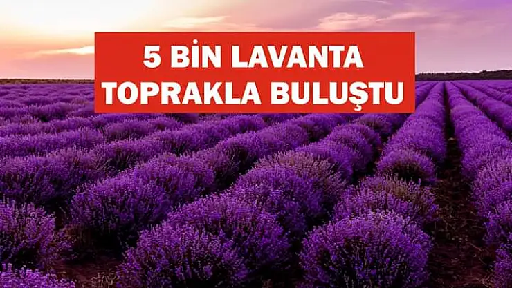 Tomarza da lavanta dikimi