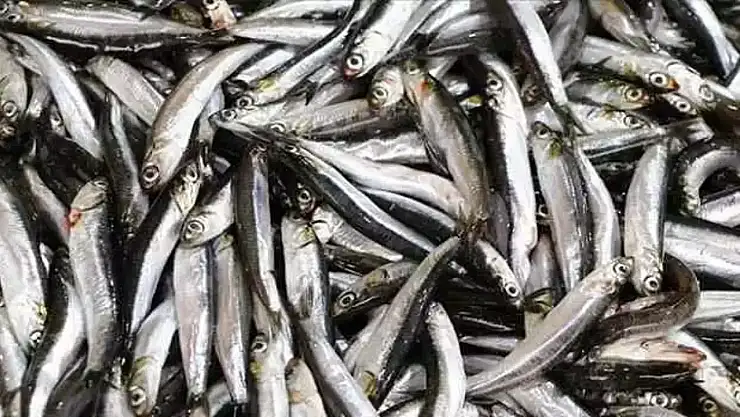 Türk Hamsisi 20 ülkede sofralarda