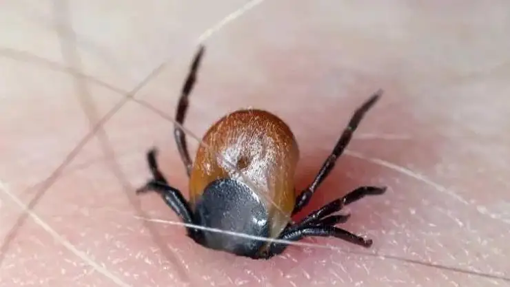 Yaz aylarının kabusu geri döndü