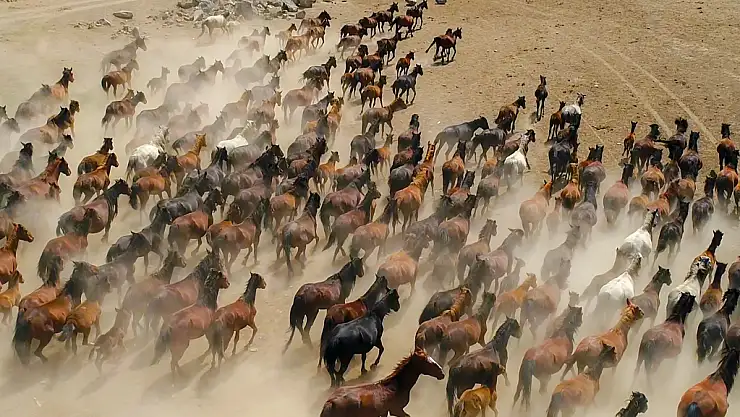 YILKI ATLARI TURİZMİN GÖZDESİ