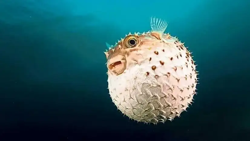 Balon balığı desteğine yüzde 40 zam
