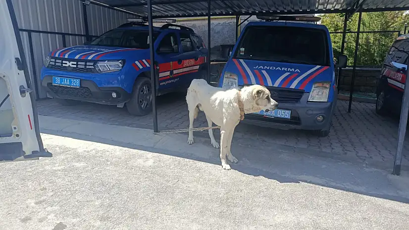 Köpeğe eziyet kamerada: Sürücüye 10.386 tl ceza kesildi