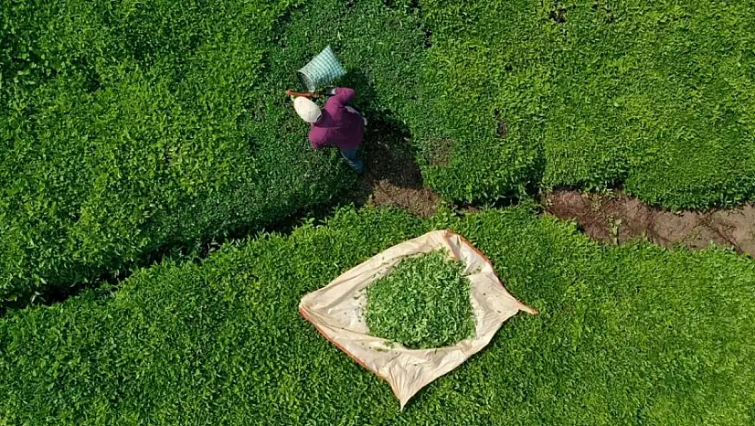 Türk çayı ihracatta rekor kırdı