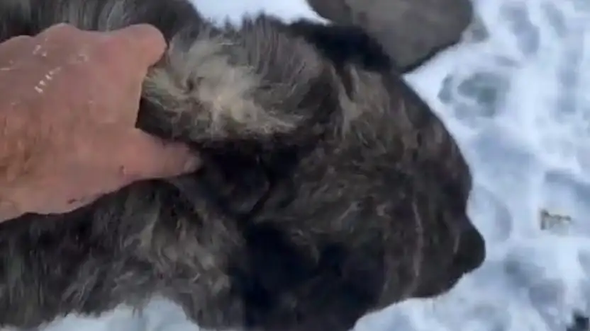 Başı kayaların arasına sıkışan köpek kepçeyle kurtarıldı