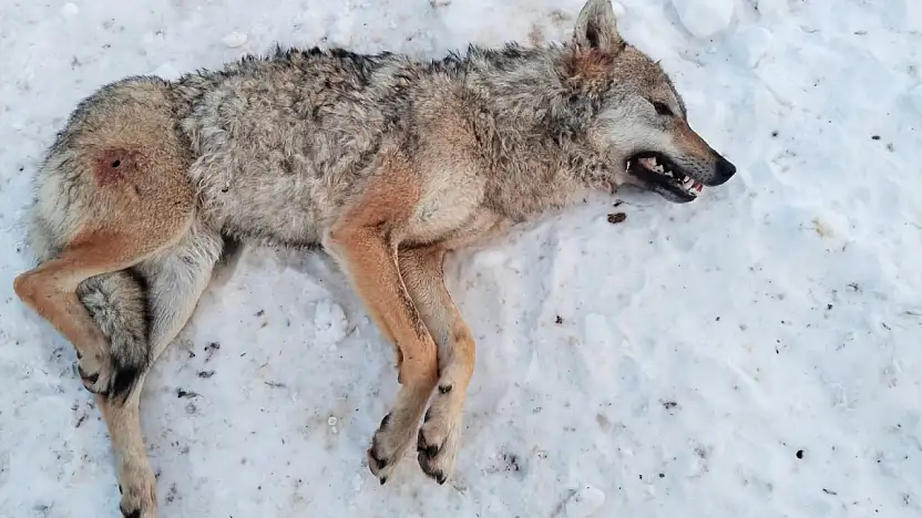 Kayseri'de kurt ölü bulundu