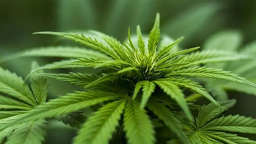 Kayseri'nin de aralarında bulunduğu 21 ilde kenevir yetiştirilecek