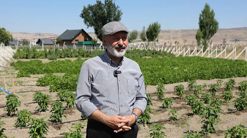 Kocasinan'dan üreticiye kapya biberi desteği