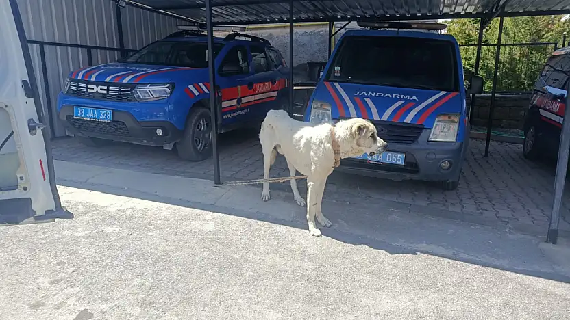 Köpeğe eziyet kamerada: Sürücüye 10.386 tl ceza kesildi