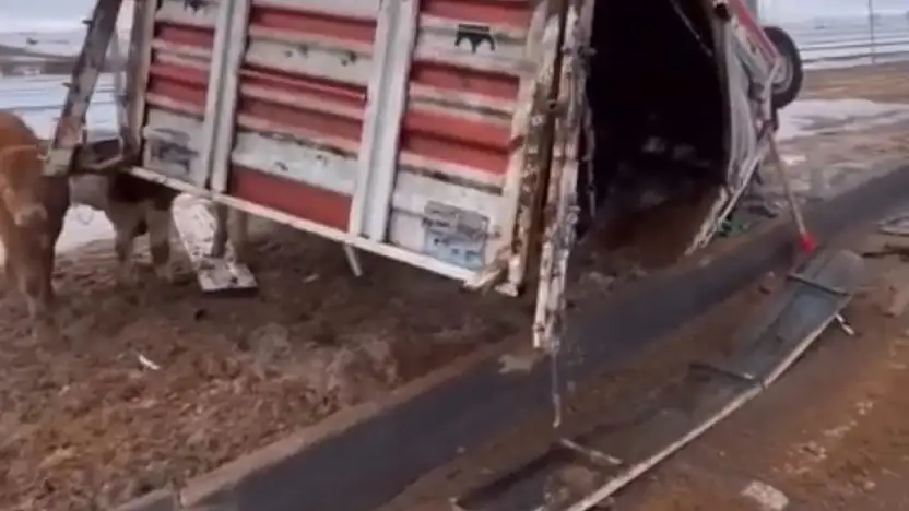 Pınarbaşı'nda Hayvan Yüklü Kamyonet Takla Attı
