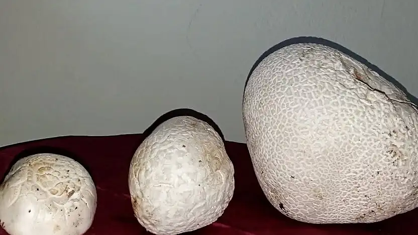 Sarız'da dev mantarlar görenleri şaşırttı