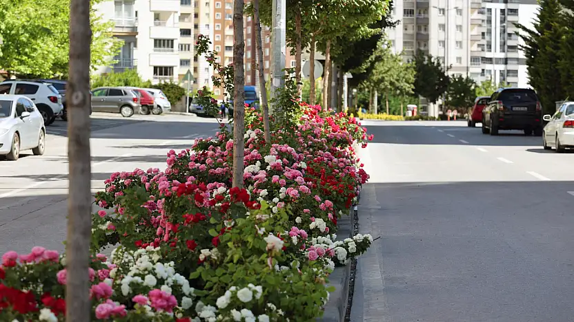 Talas'ta Çiçek Yılının Gözdesi Güller Oldu