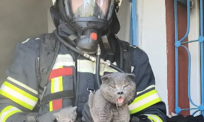 Kayabaşı'ndaki Yangında 6 Kedi Kurtarıldı