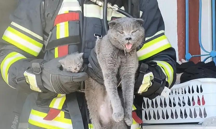 Kayabaşı'ndaki Yangında 6 Kedi Kurtarıldı