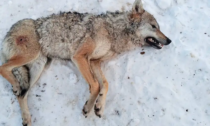 Kayseri'de kurt ölü bulundu