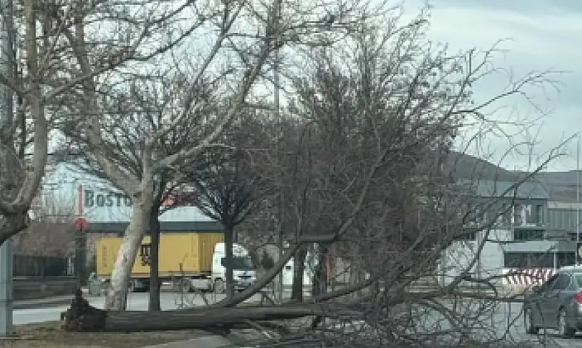 Kayseri'de şiddetli rüzgar ağacı devirdi