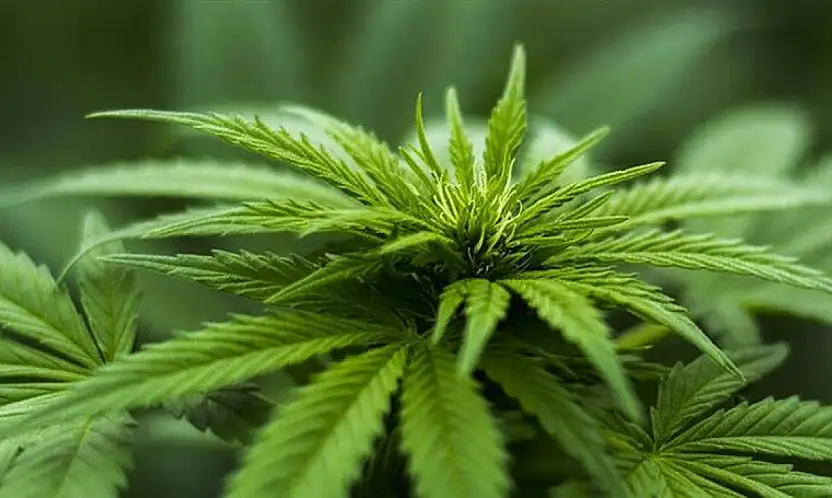 Kayseri'nin de aralarında bulunduğu 21 ilde kenevir yetiştirilecek