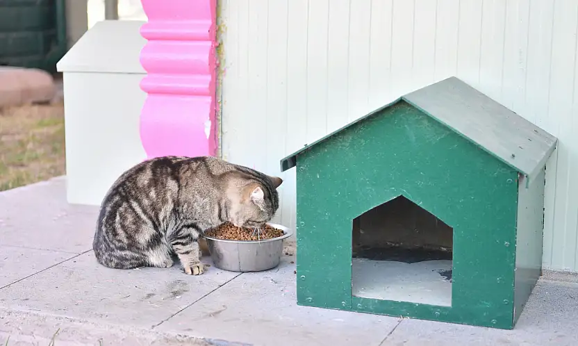 Kedi bakım evi patili dostlara sığınak oluyor
