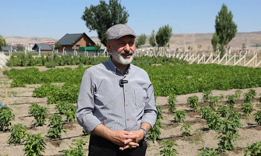 Kocasinan'dan üreticiye kapya biberi desteği