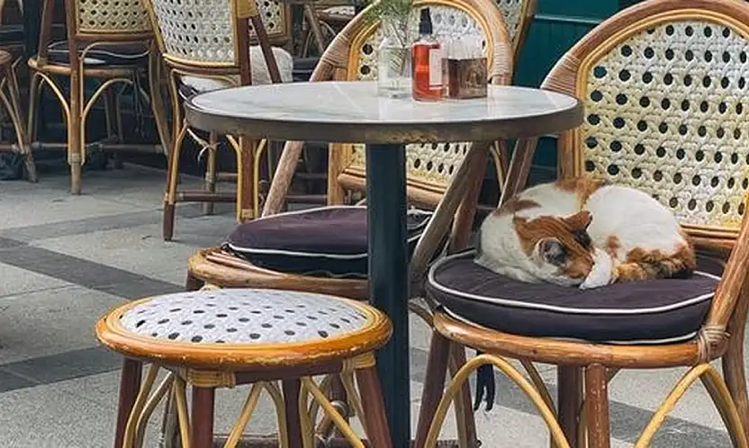 Restoran ve Kafelerde Evcil Hayvan Dönemi Bitiyor