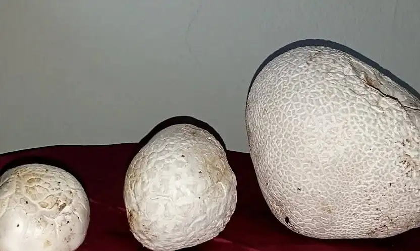 Sarız'da dev mantarlar görenleri şaşırttı